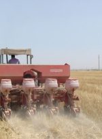 راهکار یک محقق برای جلوگیری از آتش زدن مزارع