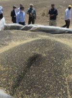 ۱۰۰ درصد مطالبات کلزاکاران دزفول پرداخت شد