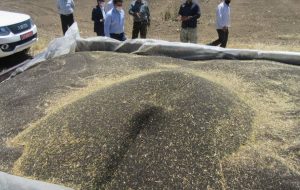 ۱۰۰ درصد مطالبات کلزاکاران دزفول پرداخت شد ۱۰۰ درصد مطالبات کلزاکاران دزفول پرداخت شد