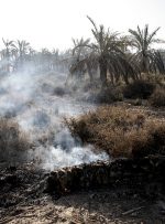 ۲۰ هزار نهال خرما مثمر در آتش‌سوزی از بین رفت