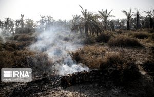 ۲۰ هزار نهال خرما مثمر در آتشسوزی از بین رفت ۲۰ هزار نهال خرما مثمر در آتشسوزی از بین رفت