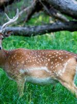 ذبح گوزن زرد ایرانی در مراسم اربعین صحت ندارد