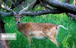 ذبح گوزن زرد ایرانی در مراسم اربعین صحت ندارد ذبح گوزن زرد ایرانی در مراسم اربعین صحت ندارد