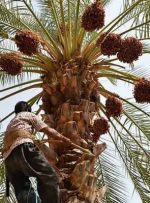 قیمت خرما باید در راستای حمایت کشاوزان باشد