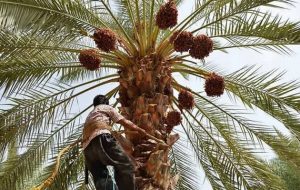 قیمت خرما باید در راستای حمایت کشاوزان باشد قیمت خرما باید در راستای حمایت کشاوزان باشد