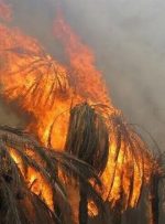 نخلستان های بخش مرکزی آبادان دچار آتش سوزی شدند