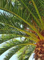 کاشت نخل در اکثر نقاط  اهواز