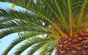 کاشت نخل در اکثر نقاط اهواز کاشت نخل در اکثر نقاط اهواز