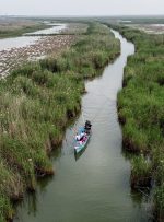 ۵۸ درصد تالاب شادگان به دلیل گرمای شدید و عدم بارش خشک شده است