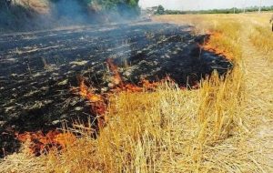 سوزاندن بقایای محصولات کشاورزی نه تنها سودی ندارد بلکه باعث مرگ بیولوژیک خاک می شود