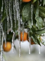 کاهش دما و سرمازدگی محصولات در بیشتر نقاط استان