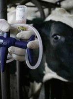 تلفات تب برفکی در تهران ،البرز و قم