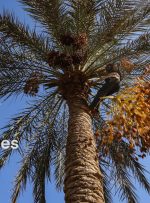 حفاظت از ژرم پلاست خرما نقش مهمی در توسعه ی صنعت خرما دارد