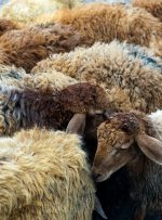 طرح اصلاح نژاد گروهی گوسفند عربی با هدف افزایش دوقلوزایی