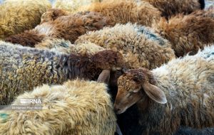 طرح اصلاح نژاد گروهی گوسفند عربی با هدف افزایش دوقلوزایی