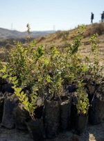 کاشت نهال در مناطقی از خوزستان همزمان با هفته منابع طبیعی