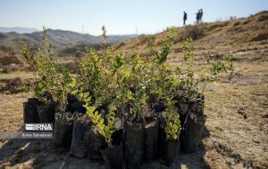 کاشت نهال در مناطقی از خوزستان همزمان با هفته منابع طبیعی