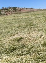 سیلاب در اندیکا باعث از بین رفتن ۵۰۰ رأس دام شد