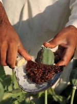 از شهروندان درخواست می شود هرگونه کشت و توزیع مواد مخدر را به مراجع قضایی و انتظامی اطلاع دهند