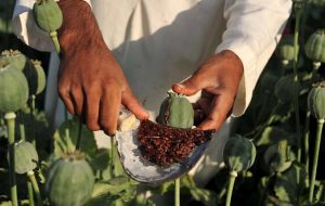 از شهروندان درخواست می شود هرگونه کشت و توزیع مواد مخدر را به مراجع قضایی و انتظامی اطلاع دهند