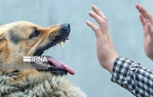 ثبت بیشترین حیوان گزیدگی در اهواز