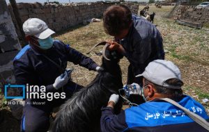 واکسینه کردن دام ها موجب کنترل بیماری های واگیردار حفظ سلامت جمعیت دامی می شود