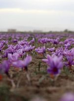 کاشت ۳۱ هکتار زعفران در خوزستان